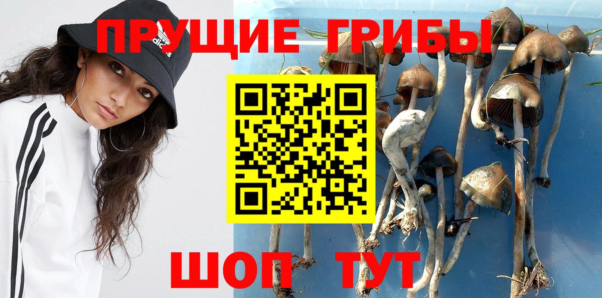 Псилоцибиновые грибы прущие грибы Пенза